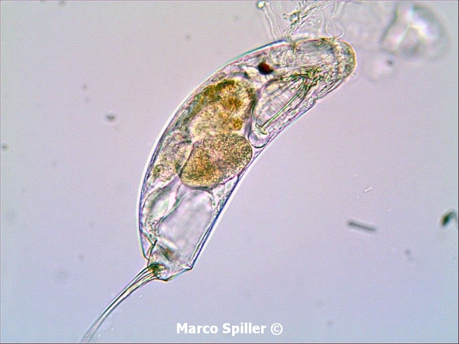 Trichocerca sp